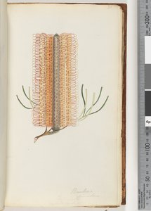 Pagina 31. Banksia spinulosa / Haarspeld Banksia door Unknown artist