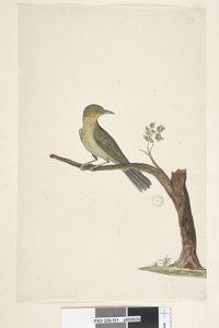 Pagina 31....? Slanke, Gebekte Witte, Oog Zosterops tenuirostris