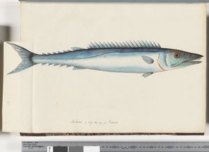 Pagina 32. Barracouta door Unknown artist