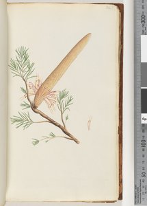 Pagina 32. Plant, Banksia ericifolia door Unknown artist