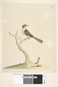 Pagina 32. Ongeïdentificeerd Juli, natuurlijke grootte. Voor aantekeningen over pogingen om deze vogel te identificeren zie Hindwood, K. A. De Sydney vogel schilderijen in de Australian Zoologist, v.XIII, deel 2, augustus 1965, p. 86