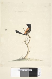 Pagina 33. Natuurlijke grootte Roodrug Winterkoning Malurus melanocephalus, man, 1791-92