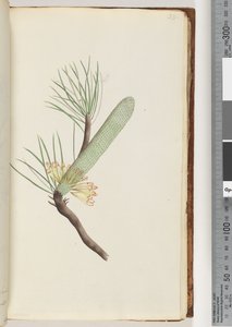 Pagina 33. Plant, Banksia spinulosa door Unknown artist