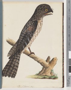 Pagina 33. Tawny Kikkerbek. Gracile Nachtzwaluw door Unknown artist