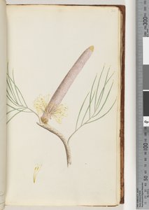 Pagina 34. Een Banksia door Unknown artist