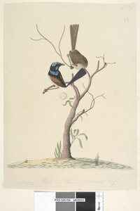 Pagina 34. Mo,ro,dru,ing, mannetje en vrouwtje, natuurlijke grootte Prachtige Blauwe Winterkoning Malarus cyaneus, 1791-92 door Unknown artist