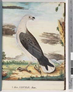 Pagina 34. Witborstzeearend Verwant aan de Okselvalk door Unknown artist