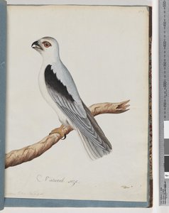 Zwart-geschouderde Wouw. Axillary Falcon door Unknown artist