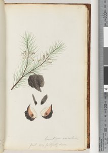 Pagina 35. Conchium aciculare / Zeer getrouw getekende vrucht Haarige naaldstruik