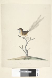 Pagina 35. Ware grootte Emu, Winterkoning, mannetje Stipiturus malachurus, 1791-92