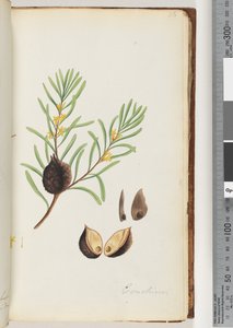 Conchium door Unknown artist