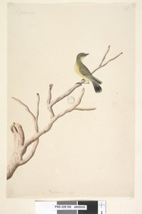 Pagina 36. September. Natuurlijke grootte Gele Doornstaart Acanthiza nana