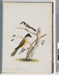 Ongeïdentificeerde vogel. Behendige Honingeter. Zwartkopkruiper door Unknown artist