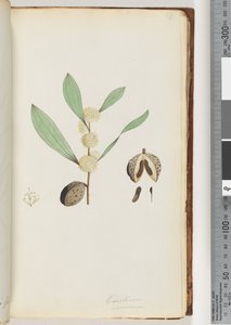 Pagina 37. Conchium nervosum door Unknown artist