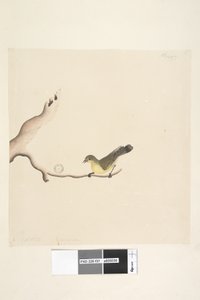 Pagina 37. Oktober. Natuurlijke grootte Gele Doornvogel Acanthiza nana