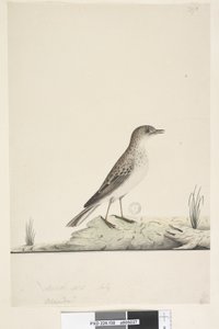 Pagina 38. Alundu? boven titel in andere hand Natuurlijke grootte, juli Pieper Anthus australis, 1791-92 door Unknown artist