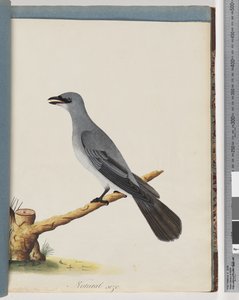 Pagina 38. Onbekende vogel, Waarschijnlijk een grote lanius