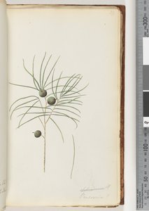 Pagina 39. Schraderia / Persoonia door Unknown artist