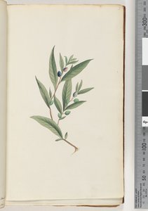 Pagina 3. Onbekende plant door Unknown artist