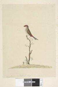 Pagina 40. Fringilla. Ware grootte Rood, Gebroekte Vink Neochmia temporalis Aegintha temporalis, 1791-92