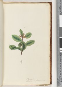 Pagina 40. Persoonia / Schraderia ferruginea door Unknown artist