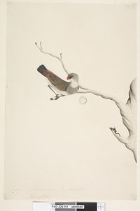 Pagina 41. Fringilla. boven titel in andere hand Juni. Natuurlijke grootte. Iris twijfelachtig Diamantvink Stagonopleura guttata, onvolwassen, 1791-92