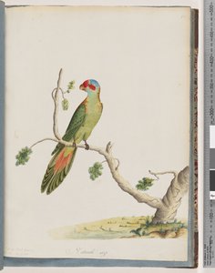 Muskus Lorikeet door Unknown artist