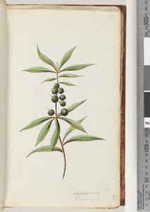Pagina 41. Schraderia? / Persoonia door Unknown artist