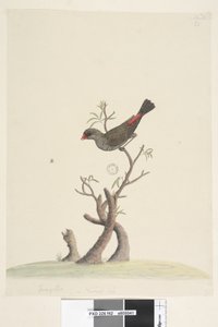 Diamantvink door Unknown artist