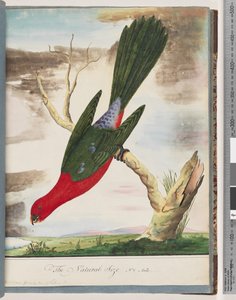 Pagina 42. Koningsparkiet