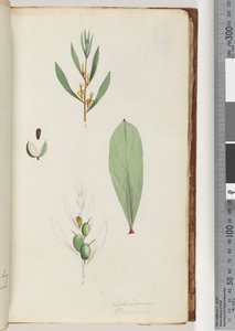 Pagina 42. Schraderia / Persoonia door Unknown artist