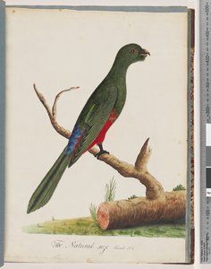 Pagina 43. Koningsparkiet door Unknown artist