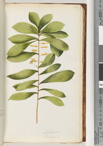 Pagina 43. Schraderia / Persoonia door Unknown artist