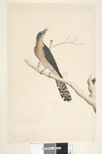 Pagina 44. Cuculus. boven titel, in andere hand Ware grootte. in de linkerbovenhoek in derde hand B en linksonder Gaat met A d.w.z. f.45 Waaierstaart Koekoek Cacomantis pyrrhophanus, mannetje, 1791-92 door Unknown artist