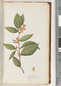 Persoonia / Schraderia ferruginea door Unknown artist
