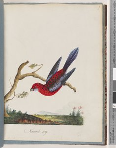 Pagina 45. Crimson Rosella. Pennantian Papegaai door Unknown artist