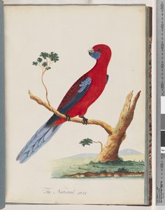 Pagina 46. Karmozijnrood Rosella. Pennantparkiet door Unknown artist