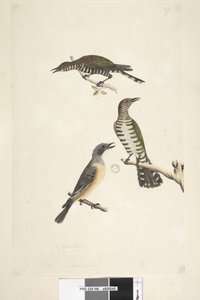 Pagina 46. Cuculus. langs onderrand in andere hand Deze vogels getekend op natuurlijke grootte. De bovenste twee vogels zijn Gouden Bronzen Koekoeken, de derde is een Rosse Fluiter Lamprococcyx plagosus Chrysococcyx lucidis, 1791-92