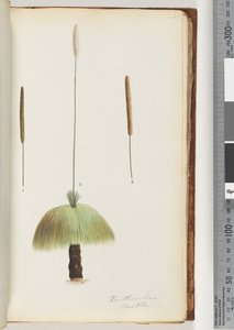 Pagina 46. Xanthorrhoea Hastile Grasboom door Unknown artist