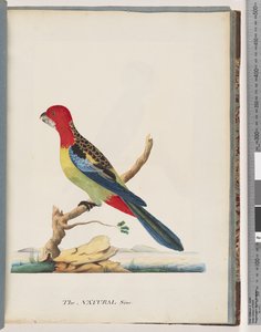 Pagina 47. Oostelijke Rosella. Non pareil Papegaai door Unknown artist