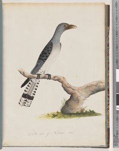 Pagina 49. Onbekende vogel. Scythrops