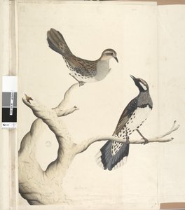 Pagina 4. Turdus. in een andere hand getekend op ware grootte, zijnde de enige twee van dit soort die tot nu toe in de kolonie zijn gezien, juni 1792 Spotted Quail Thrush Cinclosoma punctatum door Unknown artist