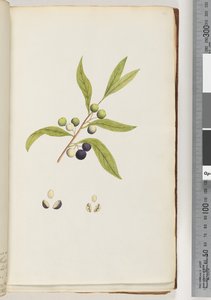 Ongeïdentificeerde plant door Unknown artist