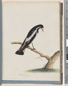 Pagina 50. Ekster-leeuwerik. Corvus cyanoleucos