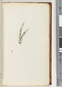Ongeïdentificeerde plant door Unknown artist