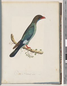 Pagina 51 Dollarbird. Coracius orientalis door Unknown artist