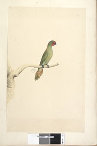Pagina 51. Natuurlijke grootte Kleine Lorikeet Glossopsitta pusilla door Unknown artist