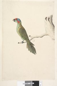 Pagina 52. Ware grootte Musk Lorikeet Glossopsitta concinna, 1791-92 door Unknown artist