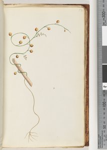 Pagina 52. Onbekende plant door Unknown artist