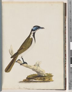 Pagina 54. Blauwgezicht Honingeter. Merops cyanoris. Blauwwanglijster door Unknown artist
